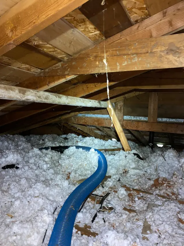 Vacuum hose removing old loose-fill insulation