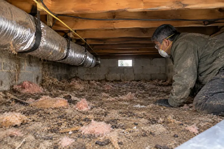 Rodent debris removed from a crawl space, before: Droppings, nesting material and old insulation under the floor.