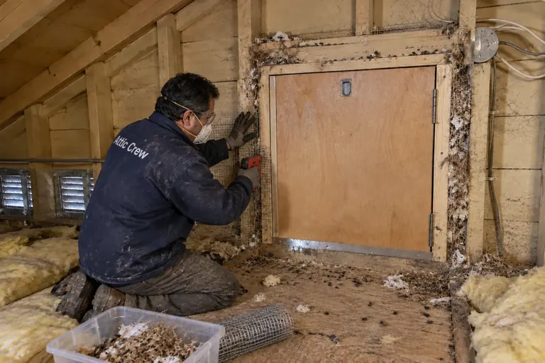 Attic hatch sealed against rodents, before: Rodent gaps around an attic access hatch, with droppings and nesting debris.